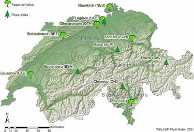 Variation in Leaf Morphological Traits of European Beech and Norway Spruce Over Two Decades in Switzerland